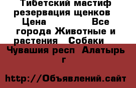 Тибетский мастиф резервация щенков › Цена ­ 100 000 - Все города Животные и растения » Собаки   . Чувашия респ.,Алатырь г.